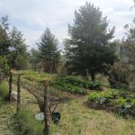 Vegetable garden