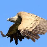 Vulture